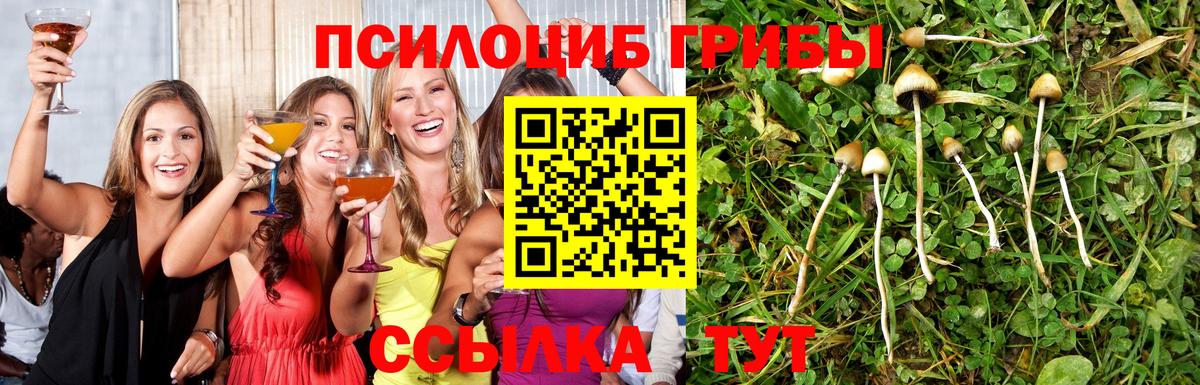 Псилоцибиновые грибы Psilocybine cubensis Лабинск